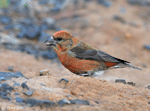 Red Crossbill 5 - Loxia curvirostra