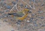 Red Crossbill 6 - Loxia curvirostra