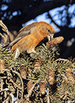 Red Crossbill 7 - Loxia curvirostra