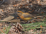Red Crossbill 9 - Loxia curvirostra