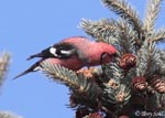 White-winged Crossbill 12 - Loxia leucoptera