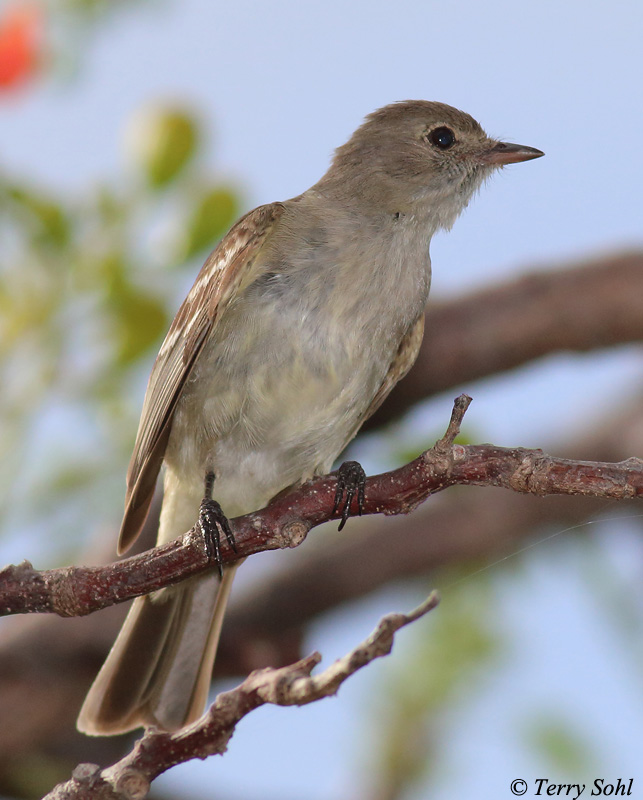 Caribbean Elaenia - Elaenia martinica