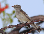 Caribbean Elaenia - Elaenia martinica