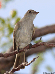Caribbean Elaenia - Elaenia martinica