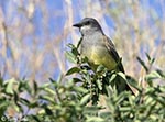 Western Kingbird - Tyrannus vociferus