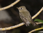 Cordilleran Flycatcher - Empidonax occidentalis