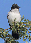 Eastern Kingbird 16 - Tyrannus tyrannus