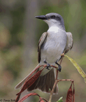 Gray Kingbird - Tyrannus dominicensis