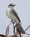 Gray Kingbird - Tyrannus dominicensis