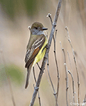 Great Crested Flycatcher 13 - Myiarchus crinitus