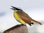 Great Kiskadee - Pitangus sulphuratus