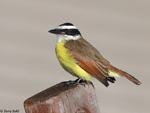 Great Kiskadee - Pitangus sulphuratus