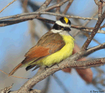 Great Kiskadee - Pitangus sulphuratus