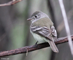 Least Flycatcher 10 - Empidonax minimus