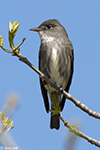 Olive-sided Flycatcher 5 - Contopus cooperi