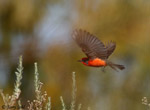 Vermilion Flycatcher - Pyrocephalus rubinus