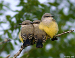 Western Kingbird - Tyrannus verticalis