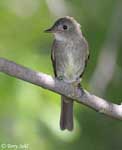 Western Wood-Pewee - Contopus sordidulus