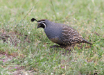 California Quail - Callipepla californica