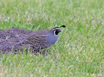 California Quail - Callipepla californica