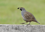 California Quail - Callipepla californica