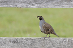 California Quail - Callipepla californica