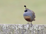California Quail - Callipepla californica