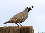 California Quail - Callipepla californica