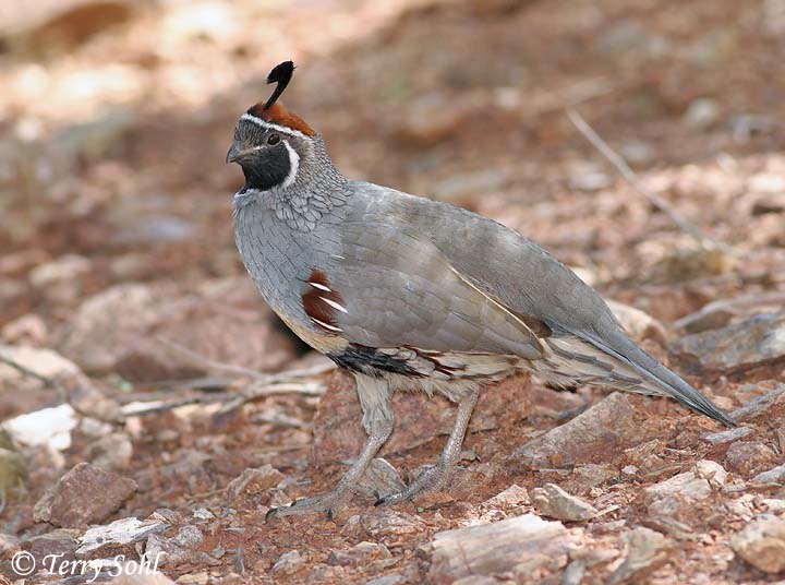Gambel's Quail Callipepla gambelii
