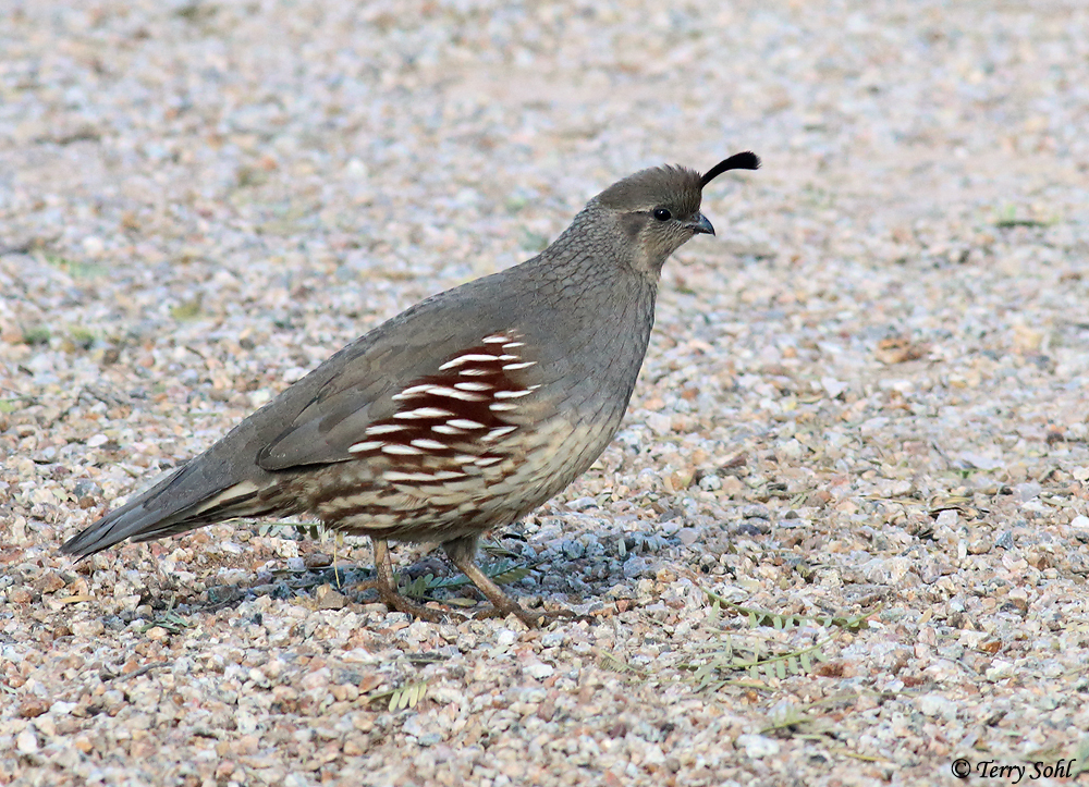 Gambel's Quail - Callipepla gambelii