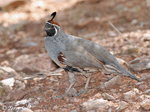 Gambel's Quail 1 - Callipepla gambelii