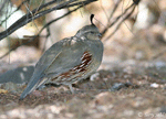 Gambel's Quail 2 - Callipepla gambelii