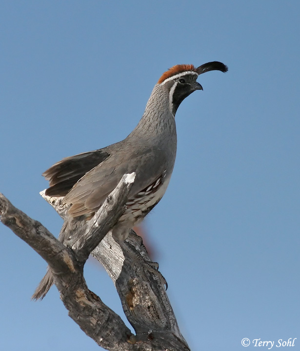 Plumages, Molts, and Structure - Gambel's Quail - Callipepla gambelii -  Birds of the World