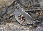 Gambel's Quail 5 - Callipepla gambelii