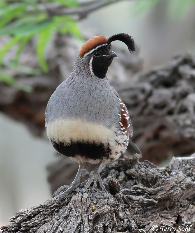Gambel's Quail - Callipepla gambelii