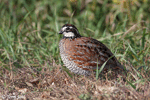 Northern Bobwhite - Colinus virginianus