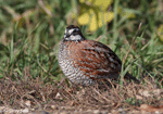 Northern Bobwhite - Colinus virginianus