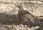 Northern Bobwhite - Colinus virginianus