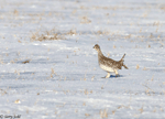 Sharp-tailed Grouse - Tympanuchus phasianellus