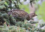 Spruce Grouse - Falcipennis canadensis