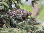 Spruce Grouse - Falcipennis canadensis