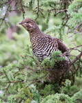 Spruce Grouse - Falcipennis canadensis