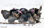 Wild Turkey - Meleagris gallopavo