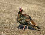Wild Turkey - Meleagris gallopavo