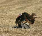 Wild Turkey - Meleagris gallopavo
