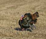 Wild Turkey - Meleagris gallopavo