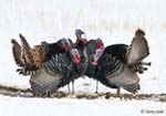 Wild Turkey - Meleagris gallopavo
