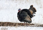Wild Turkey - Meleagris gallopavo
