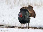 Wild Turkey - Meleagris gallopavo