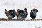 Wild Turkey - Meleagris gallopavo